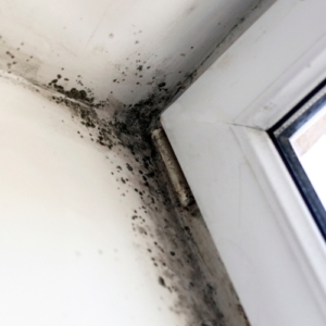 Mold Inspection